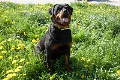 Rottweiler von der Bleichstrasse